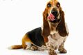 Ветеринарная клиника Живаго - иконка «для собак» в Иланском